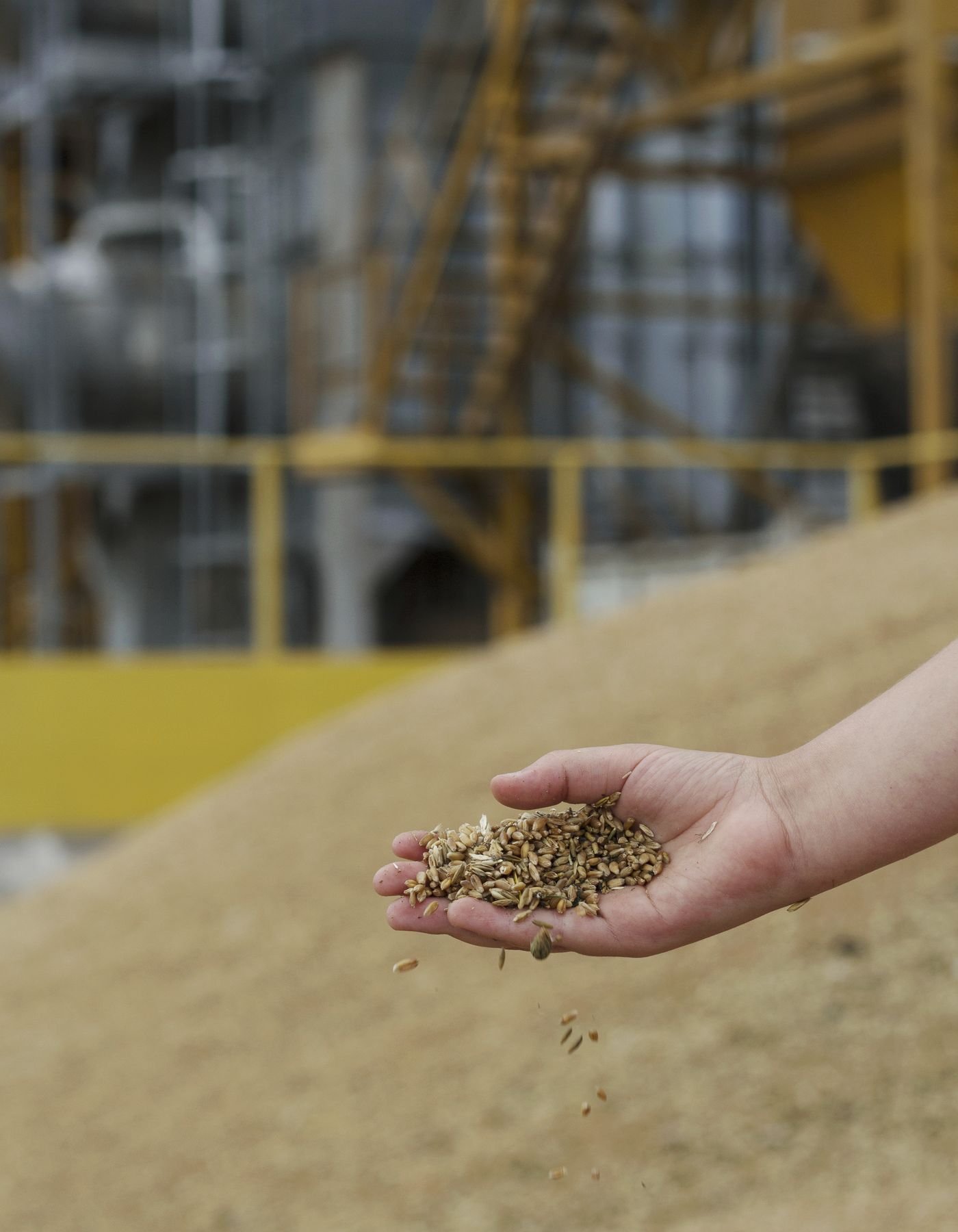 Animal Nutrition