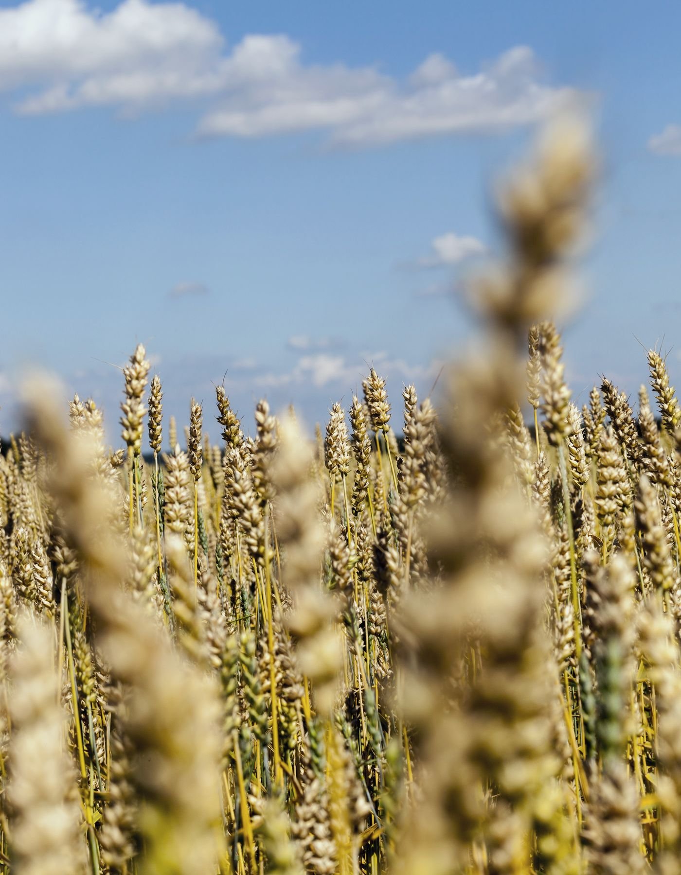 Grains & Cereals